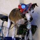 Traveling Dog Photo - 