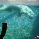 San Diego Zoo II (Attractions, Exhibits, and Dinin