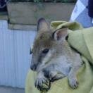 Featherdale Wildlife Park