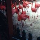 The Marching Flamingos of Ardastra Zoo