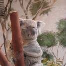 A Frolicking San Diego Zoo Excursion