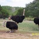 Natural Bridge Wildlife Ranch