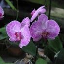 Orchid Garden Kuala Lumpur