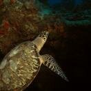 Turtle at Punta Sur Photo - Cozumel, Mexico 