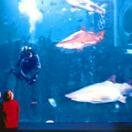 Melbourne Aquarium