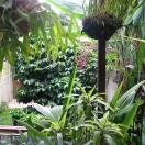 A little bit of paradise in San Jose