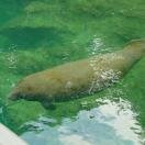 Homosassas Springs Wildlife State Park