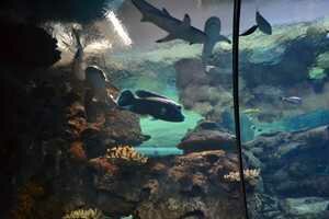 Mandalay Bay Shark Reef Aquarium Photo, Las Vegas, Nevada 
