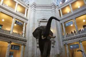 Smithsonian Museum of Natural History Photo, Washington, D.C., United States 