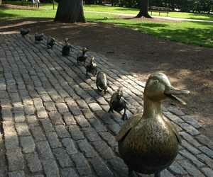 Boston Public Garden Photo, Boston, Massachusetts 