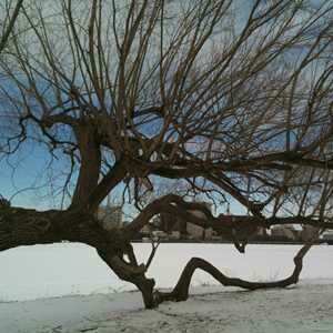 Along the Charles River Photo, Boston, Massachusetts 