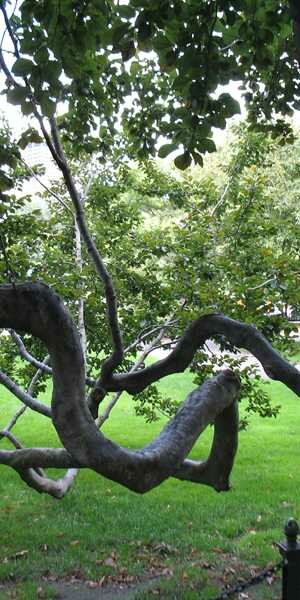 Boston Public Gardens Photo, Boston, Massachusetts 