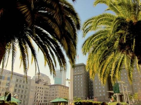 Palm trees in Union Square, San Francisco Photo - Westin St. Francis, San Francisco, California 