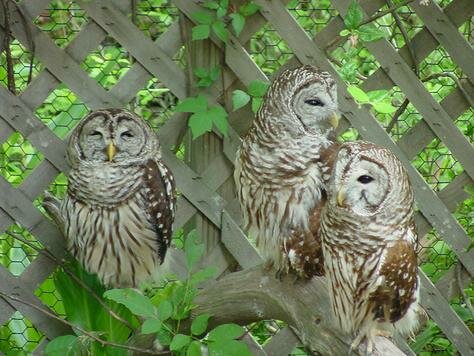 Who? Photo - Homosassa Springs Wildlife State Park, 