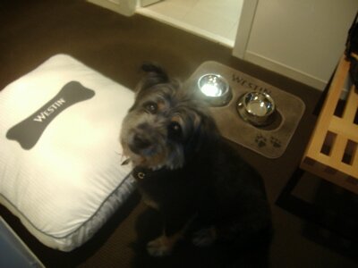 My Dog at the Westin Photo - Westin Atlanta North, Atlanta, Georgia 