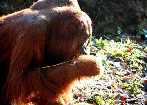 Orangatan Photo - Zoo Atlanta, Atlanta, Georgia 