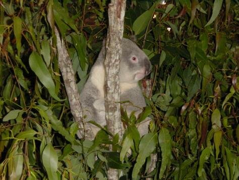 Yet another koala Photo - Featherdale Wildlife Park, Katoomba, Australia 