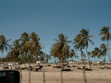 Genipabu Beach-Coconut trees Photo - Genipabu Hotel, Genipabu, Brazil 
