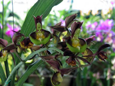 KL Orchid Garden Photo - Orchid Garden, Kuala Lumpur, Malaysia 