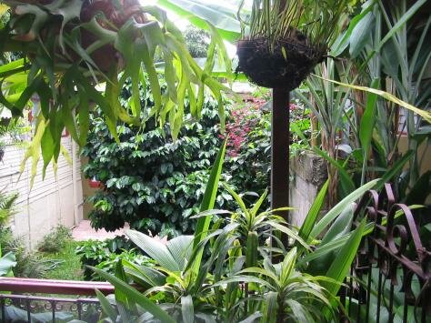 Courtyard Photo - Hotel Aranjuez, San Jose, Costa Rica 