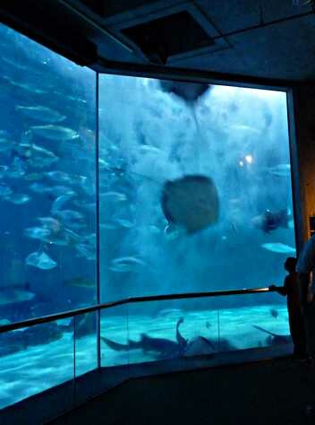 Fresh-water ray Photo - Audubon Aquarium of the Americas, New Orleans, Louisiana 