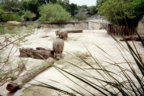 Rhinos at the San Antonio Zoo Photo - San Antonio Zoo, San Antonio, Texas 