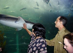 sharks in the oceanarium Photo - Melbourne Aquarium, Melbourne, Australia 